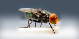 GUSANO BARRENADOR MOSCA